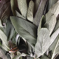 Sage (1 Bunch)