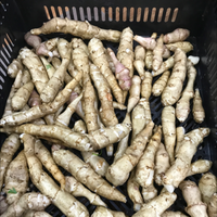 New Jerusalem Artichokes (15 Lbs)