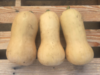 Squash, Butternut, Certified Organic (1lb)