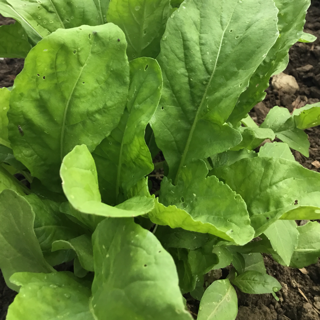 Arugula, Baby (3 lbs)