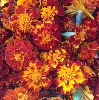 Edible Flowers, Marigolds