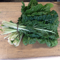 Swiss Chard (12 Bunches)