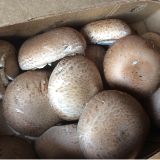 Mushrooms, Portobello (5 lbs)