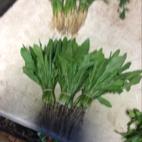 Dandelion, Italian (1 Bunch)
