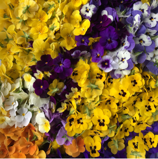 Edible Flowers, Violas