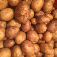 Potatoes, Yellow - Certified Organic (1lb)