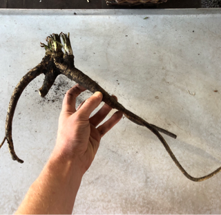 Horseradish, Fresh (1 lb)