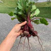 Red Beets (1 bunch)