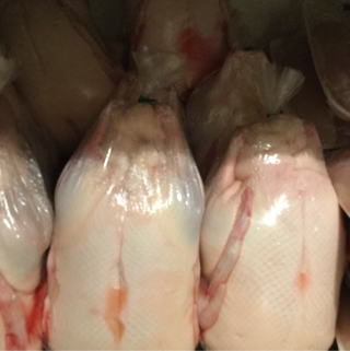 Duck, Young Pekin Duckling