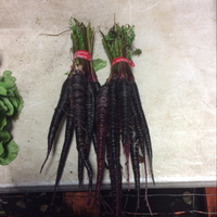 Carrots Purple (25 bunches)