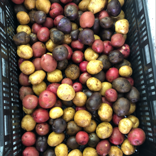 Potatoes, Rainbow (15 lbs)
