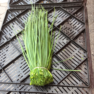 Chives, Onion (20 Bunches)