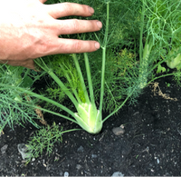 Fennel, (1 Head)