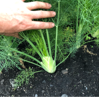 Fennel, (1 Head)