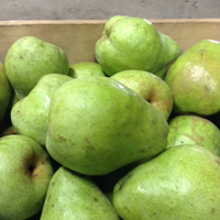 Pears, Potomac (1 bushel = 40 lbs)