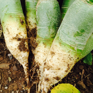 Radishes, Daikon, Green (15 lbs )