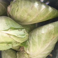 Cabbage (10 lbs)