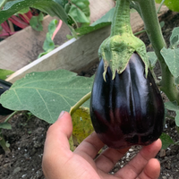 Eggplant, Italian (1lb)