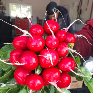 Radishes, Red (25 Bunch)