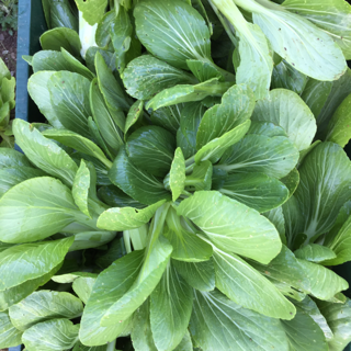 Baby Bok Choy (5 Lbs)