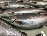 Whole Trout, Flesh Pacific Steelhead 1.5lb