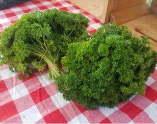 Parsley, Curly (12 Bunches)