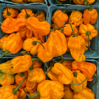 Habaneros, HEATLESS (12 pint)