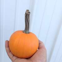 Pumpkin, Mini