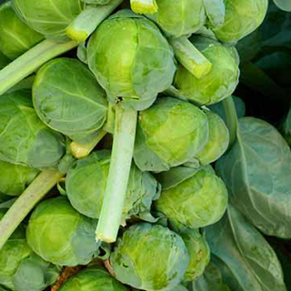 Brussel Sprouts (1lb)