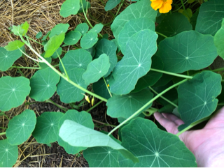 Edible Nasturtium, Petals On Vine (8 vines/bun)