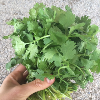 Cilantro (10 Bunches)