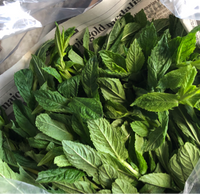Mint, Common (1lb)