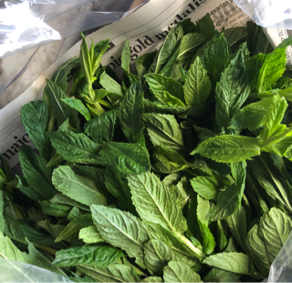 Mint, Common (1lb)