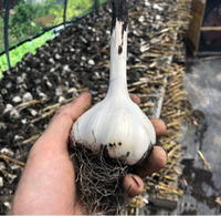 Garlic (5lbs)