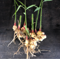 Ginger, Baby (1 lb)