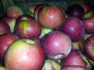 Apples, Acey Mac (1 bushel = 40 lbs)