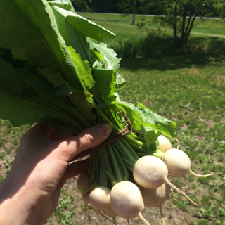 Turnips, Japanese/Tokyo (12 Bunches)