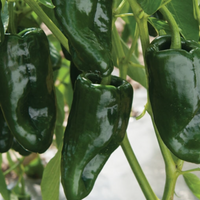 Peppers, Ancho Poblano