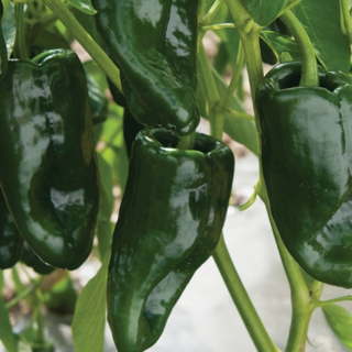 Peppers, Ancho Poblano