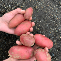 Potato, Organic French Fingerling (1lb)
