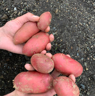 Potato, Organic French Fingerling (1lb)