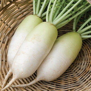 Daikon - Alpine (15lbs)