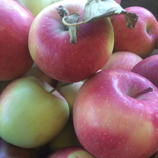 Apples, Fuji (1 bushel = 40 lbs)