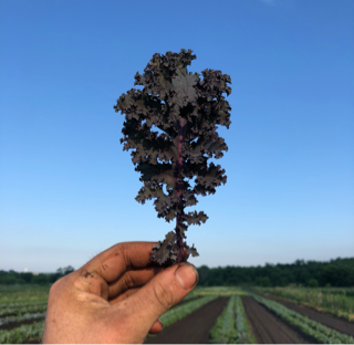 Kale, Purple Curly (1 bunch)