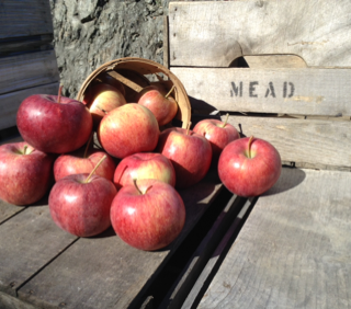 Apples, Cameo (40 lbs)