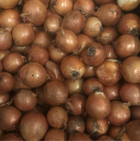 Onions, Yellow - Certified Organic(1 lb)