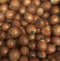 Onions, Yellow - Certified Organic(40 lbs)