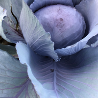 Cabbage, Red (50 lbs)