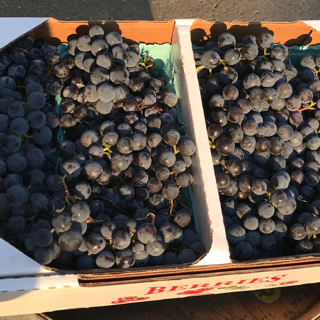 Grapes, Concord (1 lb)