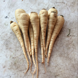 Parsnips Fresh Dug Baby (20 lbs)
